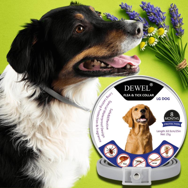 Exploring the Rise of High-End Dog Food: Is It Worth the Investment?