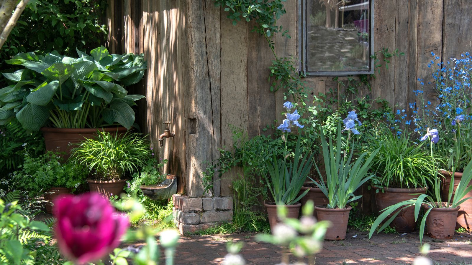 Effortless Elegance: The Best Container Plant Pairings for a Low-Maintenance Garden