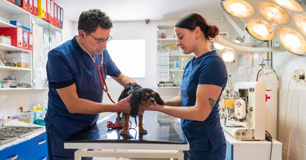 Smart Strategies to Manage Rising Pet Care Costs Without Compromising Quality