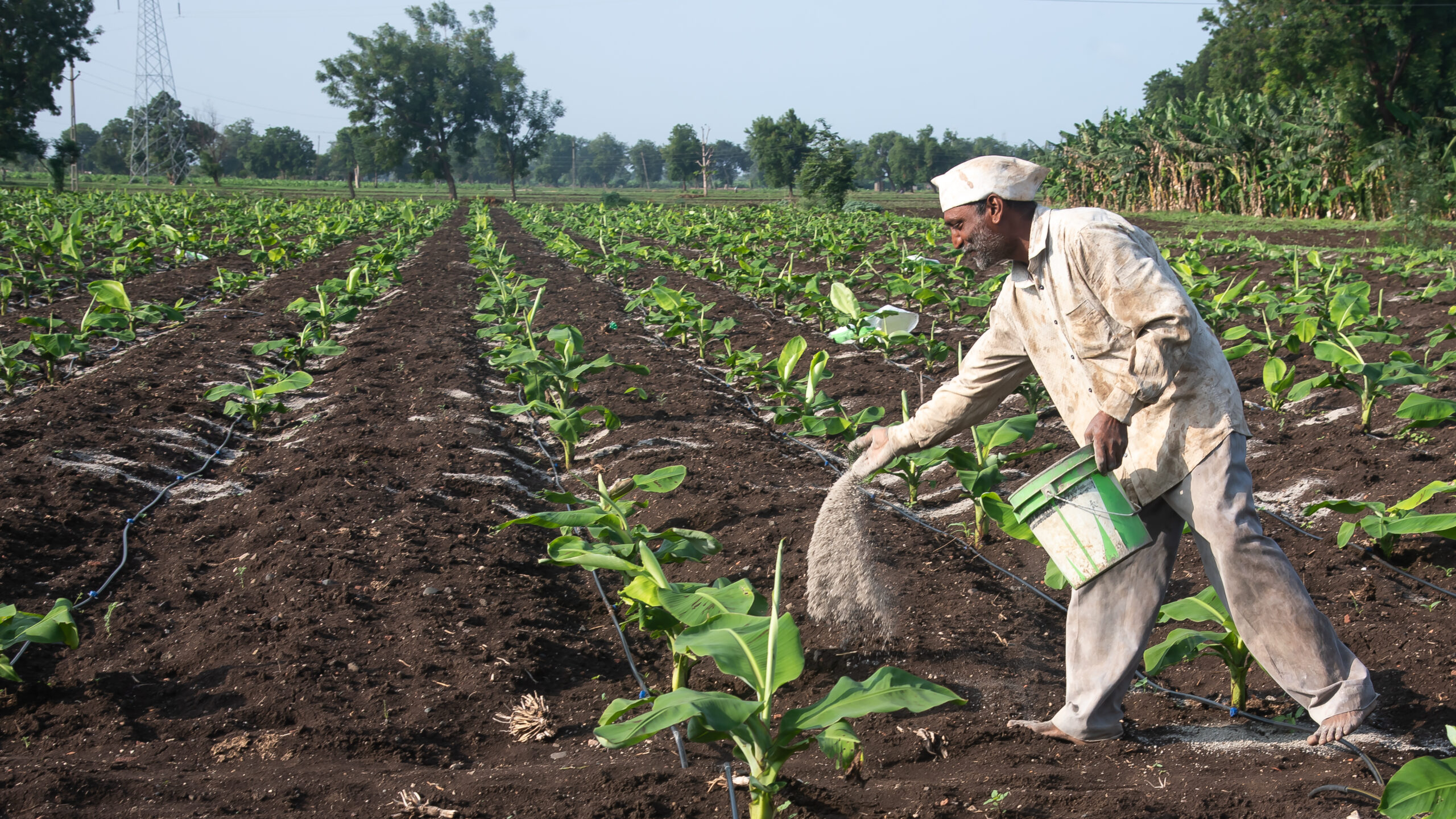 How War-Driven Fertiliser Shocks Could Change the Taste of Our Cultural Food Traditions