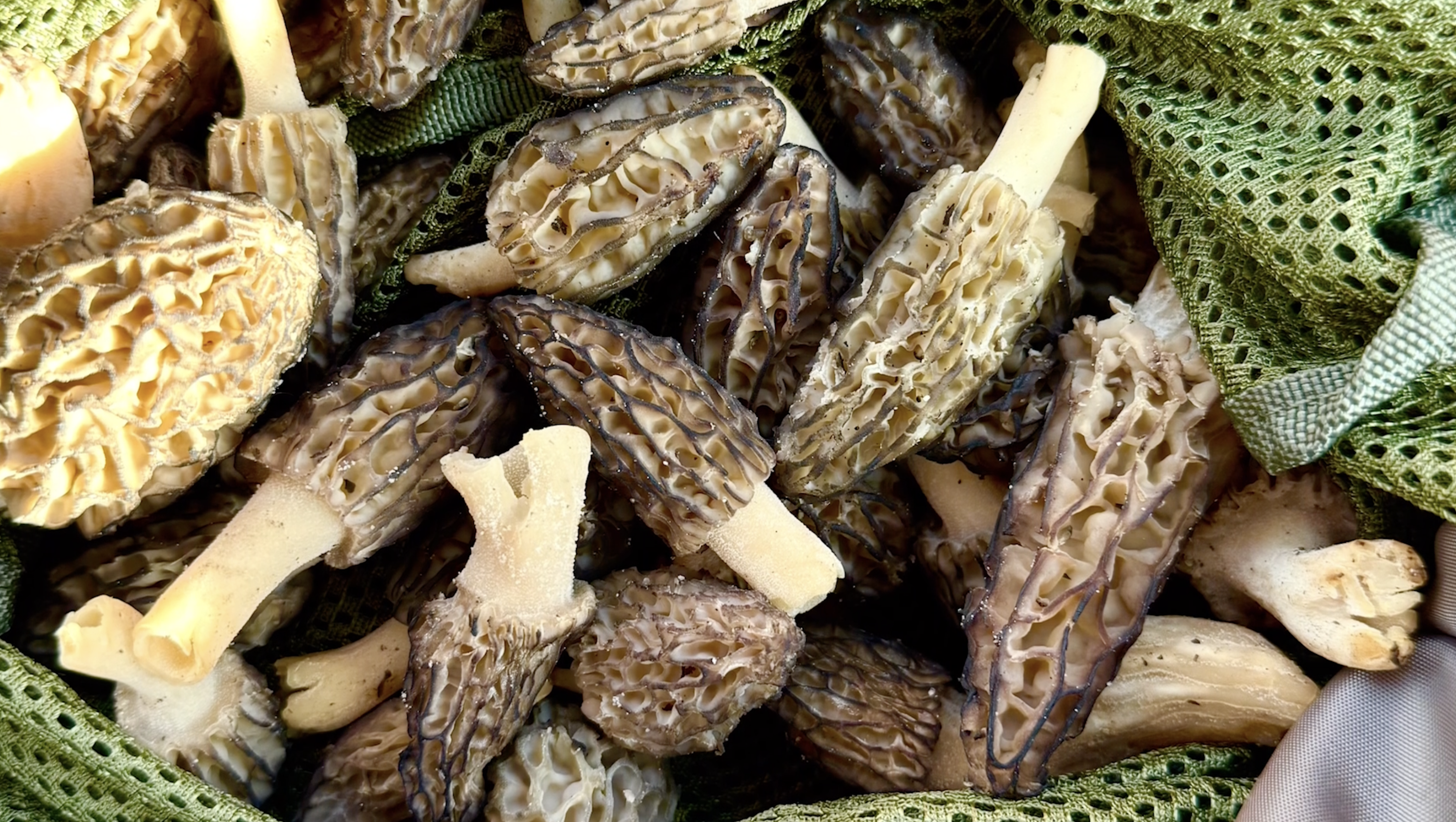 Is Homemade Avocado Oil Worth It? Plus How to Treat Seasonal Mushrooms Right in Your Kitchen
