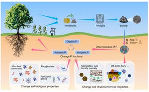 Banana Peels to Bigger Harvests: How Kitchen Waste Fertilizer Boosts Crop Growth