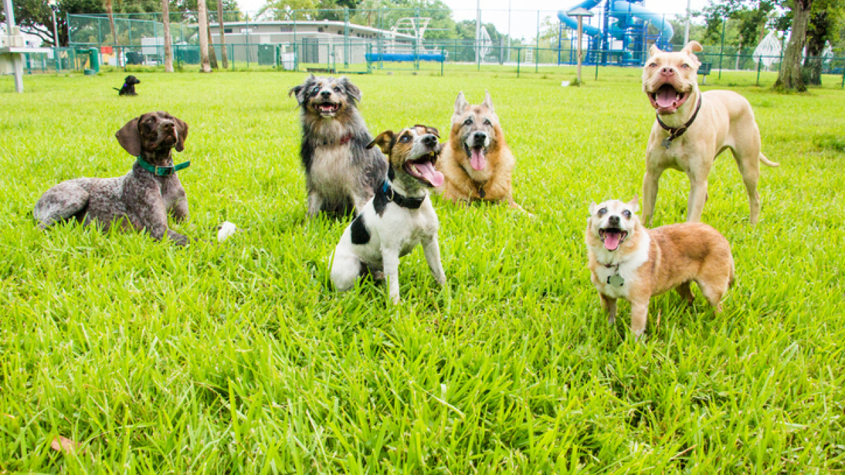 Dog Park Etiquette 101: Simple Rules That Make Off-Leash Play Safer and More Fun