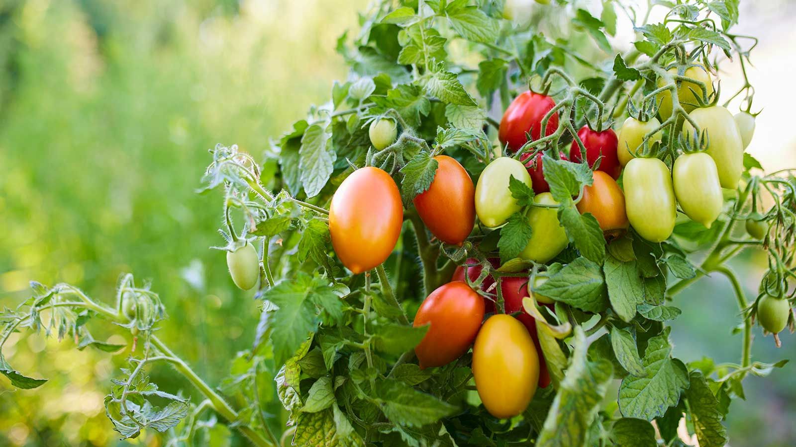 Get Bigger Harvests from Your Sunroom Veggie Pots: The Best Soil Mixes for Healthy Container Crops