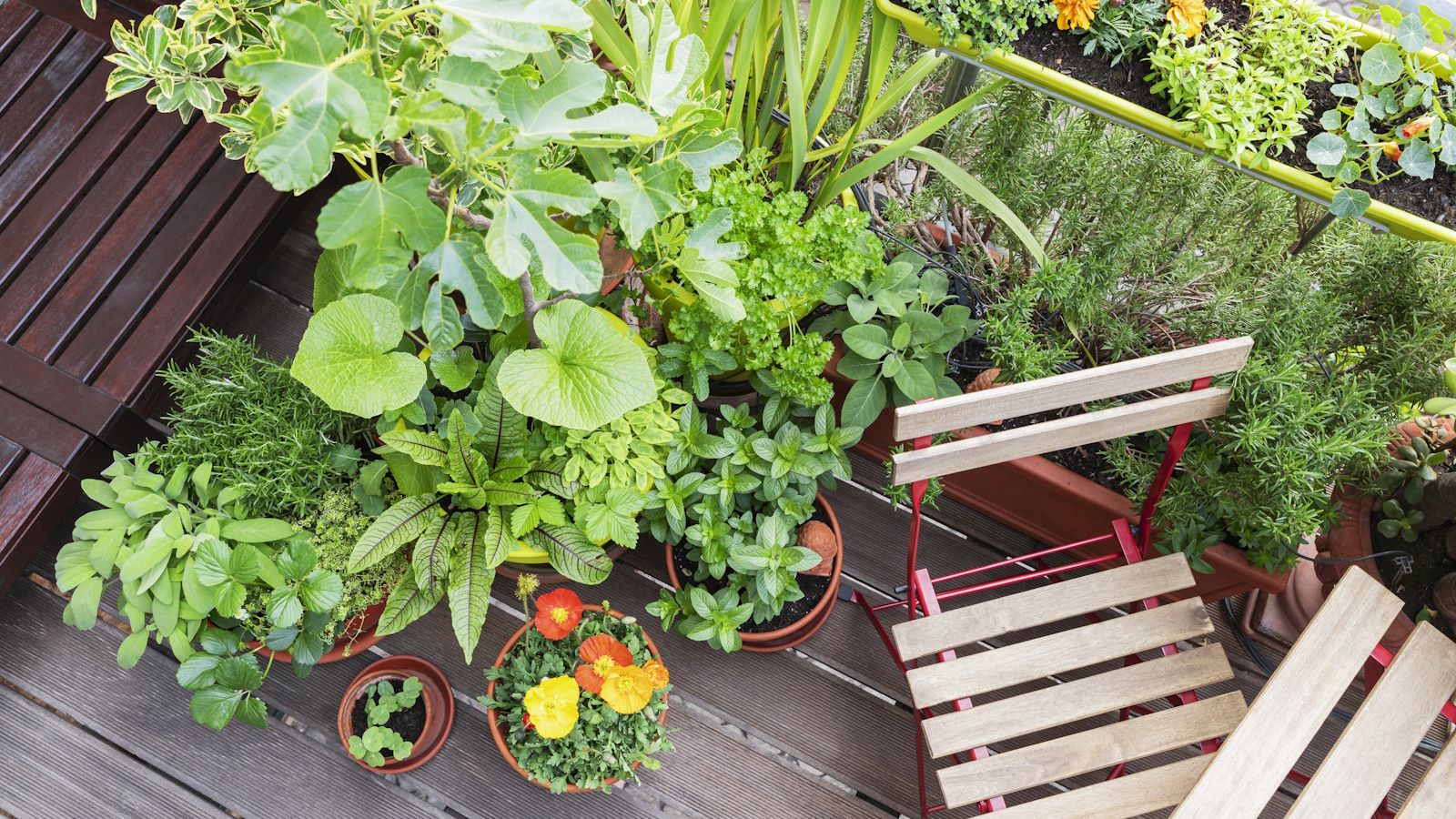 Turn Your Sunroom Into a Mini Sensory Garden: Container Plant Ideas for Small Malaysian Spaces