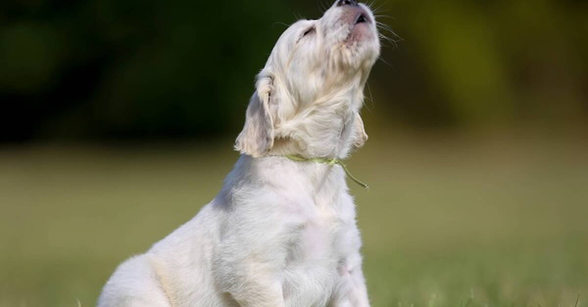 Stop Barking in Your Dog’s Face for Views: When Viral Trends Cross a Safety Line
