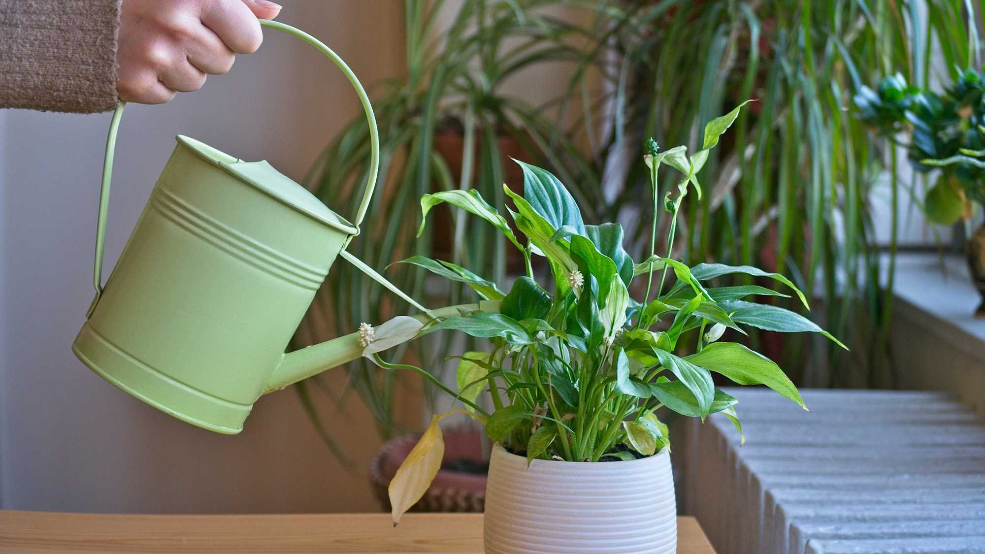 Spring Reset for Your Sunroom Garden: 5 Indoor Plant Tweaks to Stop Leaf Drop and Stress