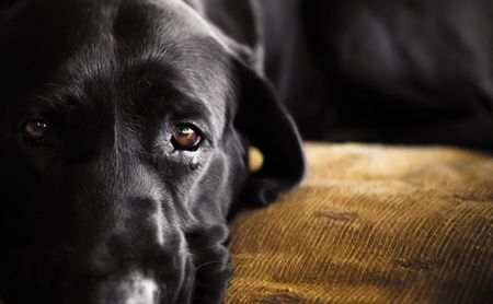 How Malaysian Families Can Turn Daily Dog Routines into Kid-Friendly Life Lessons