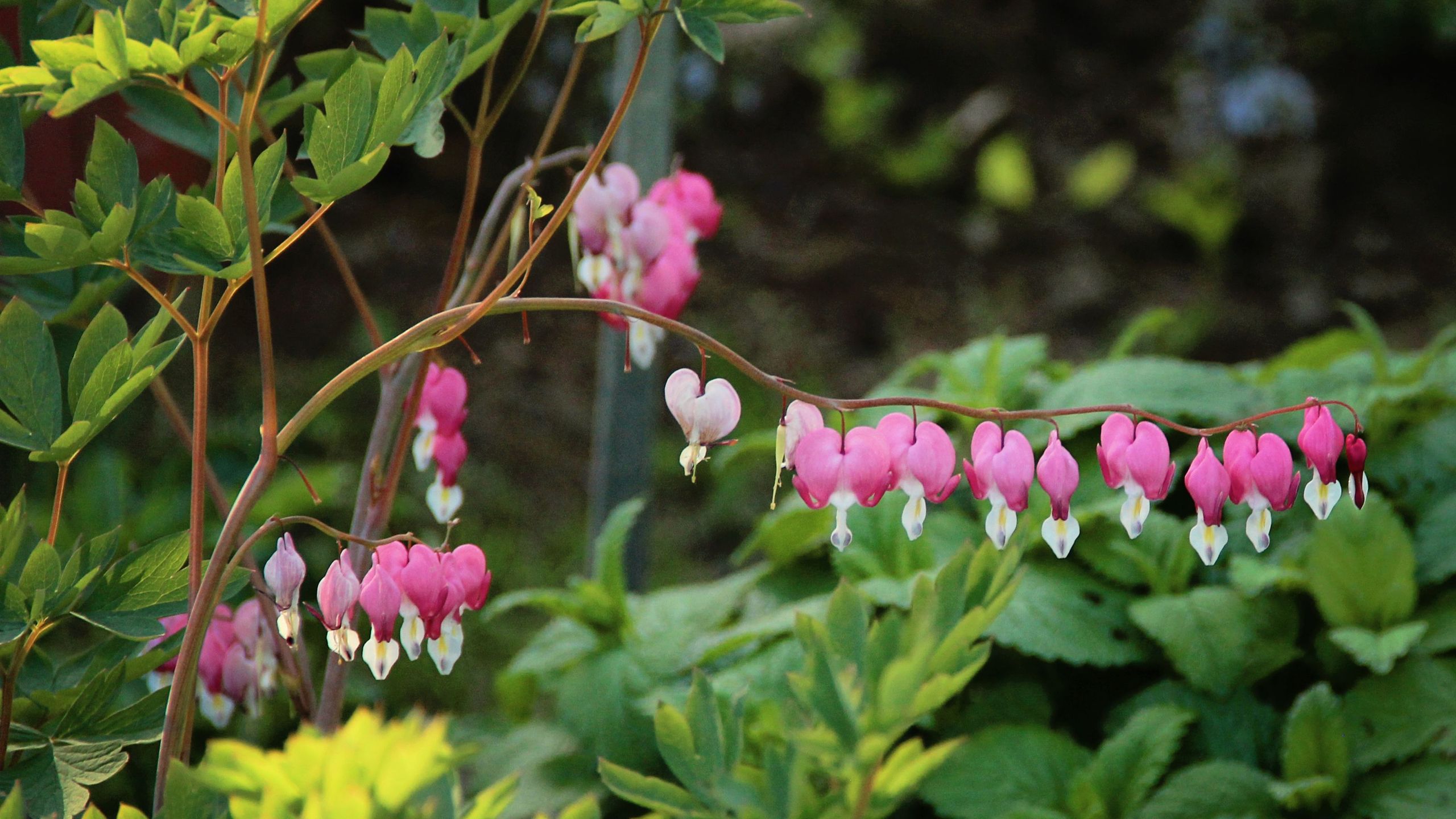 Create a Cottage-Garden Look with Pots: Easy Flower and Herb Combos for Small Indoor and Balcony Spaces