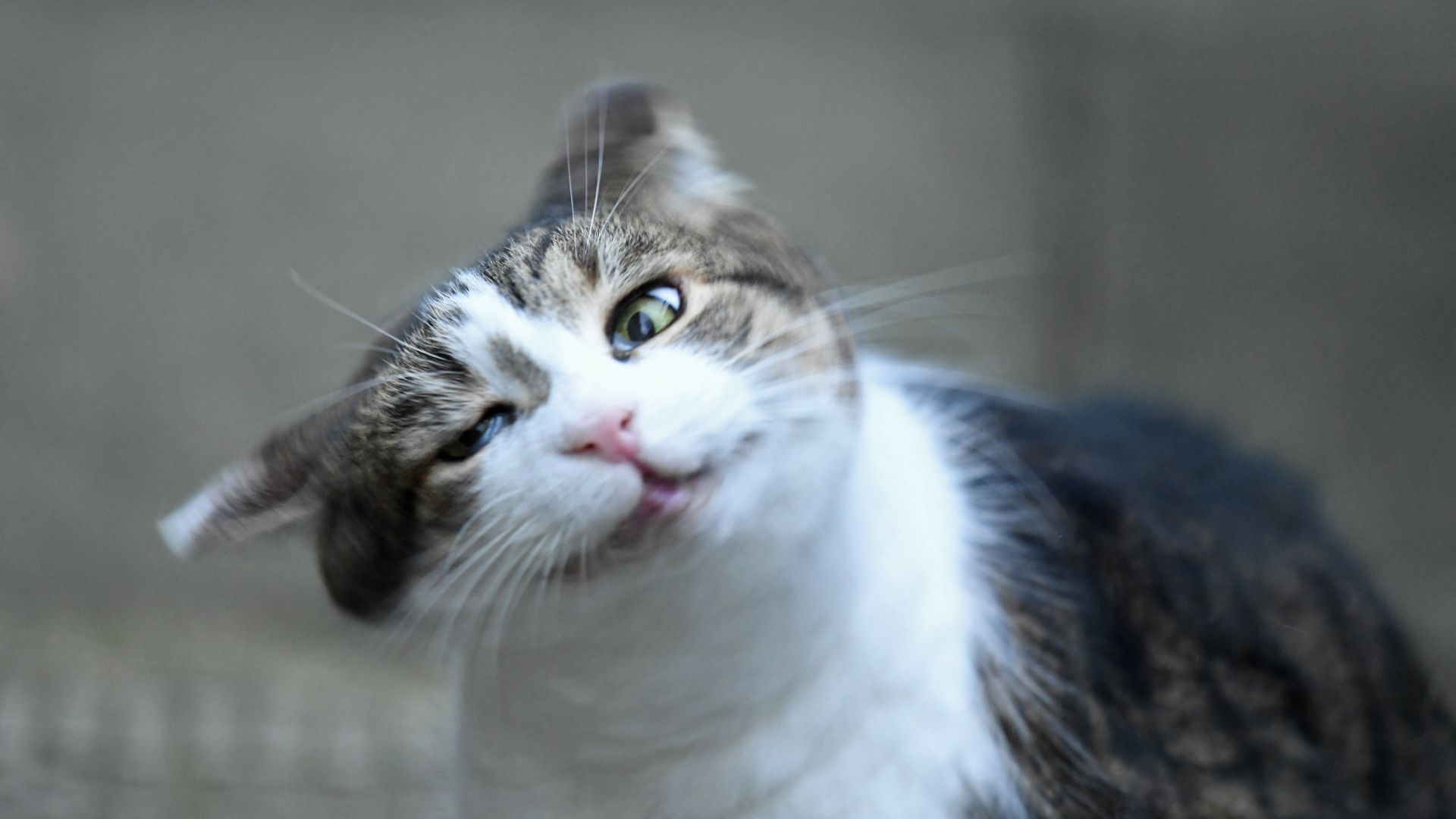 Why Cats Keep Shaking Their Heads: Normal Reflex or Time to See the Vet?