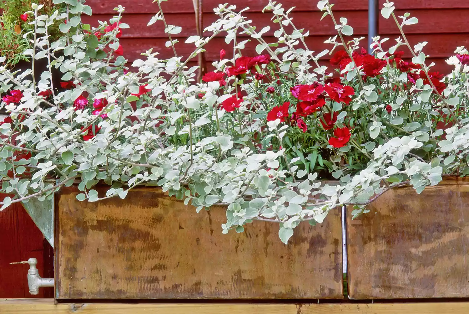From Ceiling to Shelf: Using Hanging Pots and Spiller Plants to Transform Small Indoor Spaces