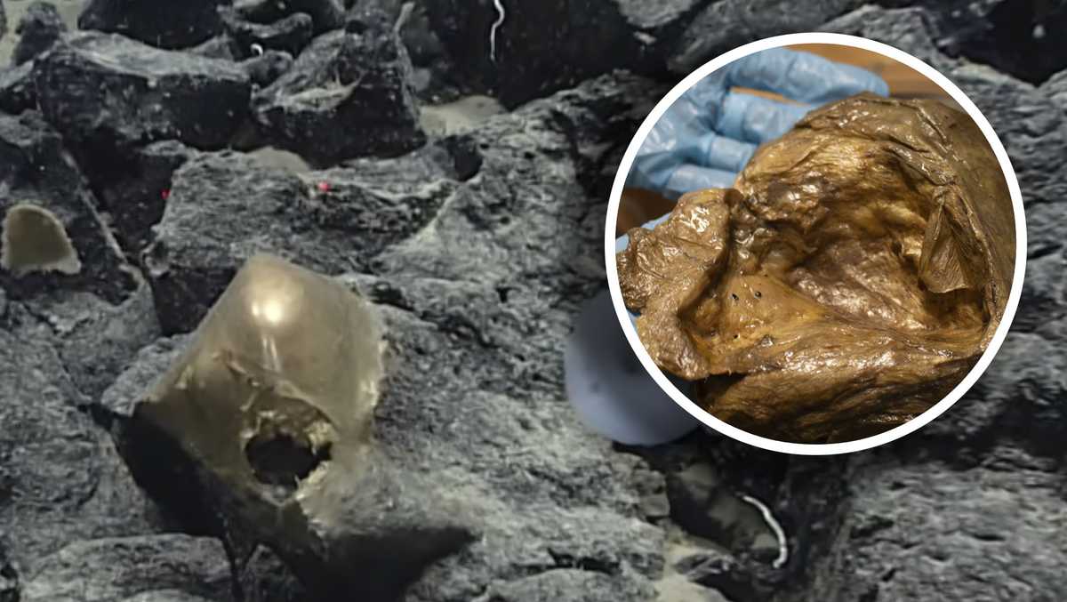 From Ocean Orbs to Octopus Brains: How Real ‘Aliens’ Stack Up Against Sci‑Fi Monsters