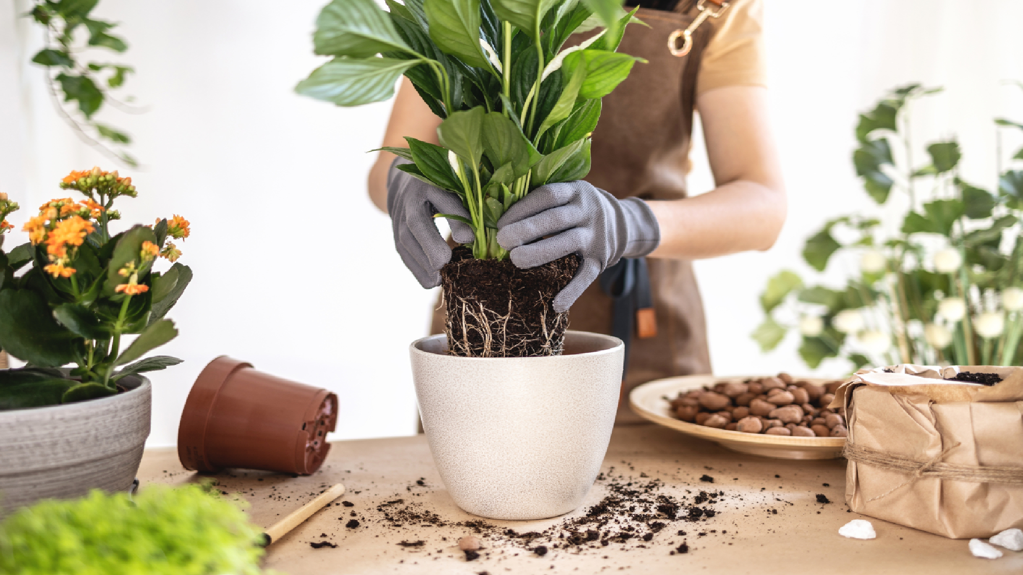 Spring Reset for Your Sunroom Garden: 5 Indoor Plant Tweaks to Stop Leaf Drop and Stress