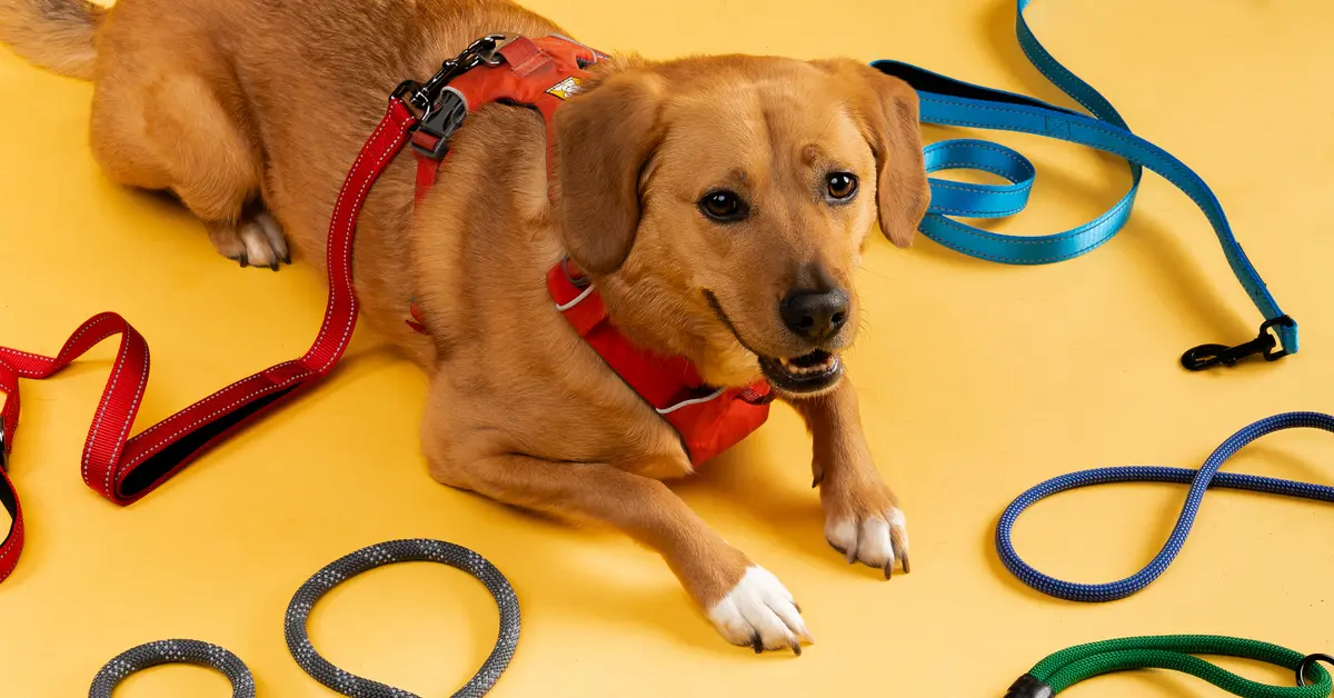 Dog Ramps 101: How to Train Your Pup to Use a Ramp and Protect Their Joints