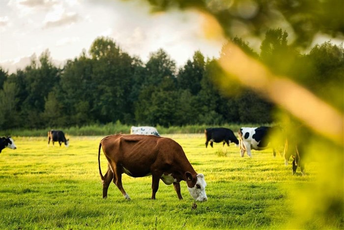 Beyond Organic: How Regenerative Farming Is Shaping the Next Wave of Food Products