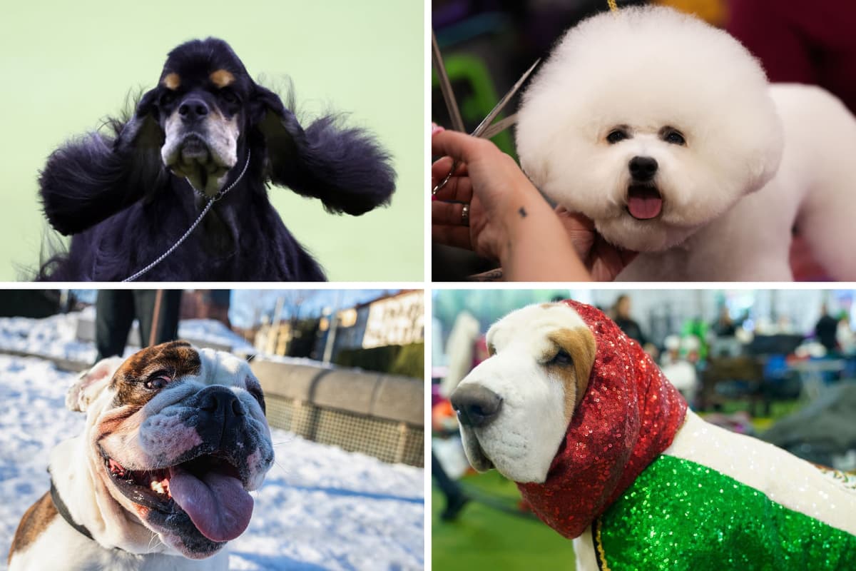 Love Small Dogs but Worried About Health Issues? 7 Easy Companion Breeds to Pick Instead of a Pug