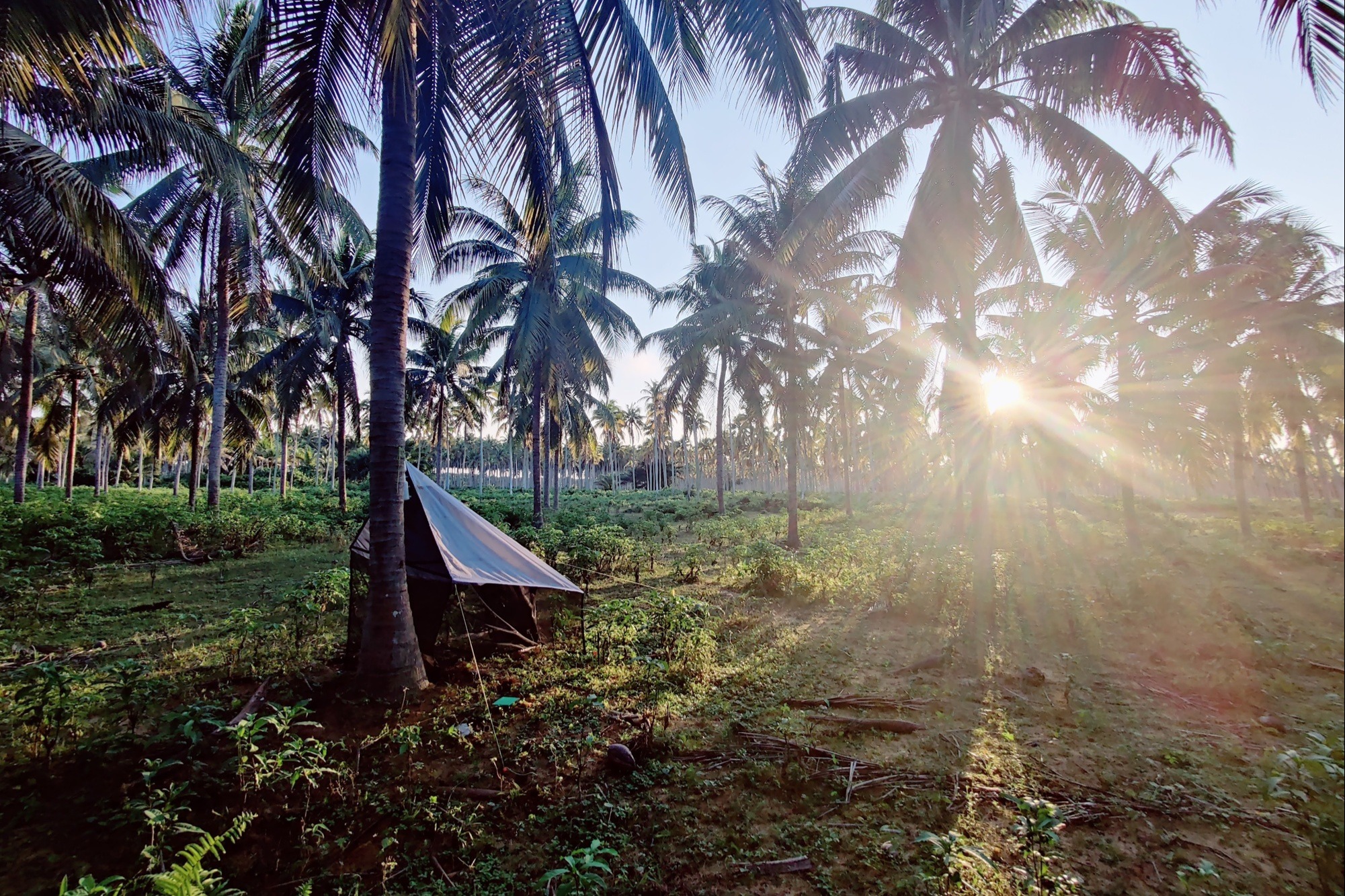 Why Lower-Intensity Coconut Farming Could Mean Better Yields, Healthier Soil and More Profits