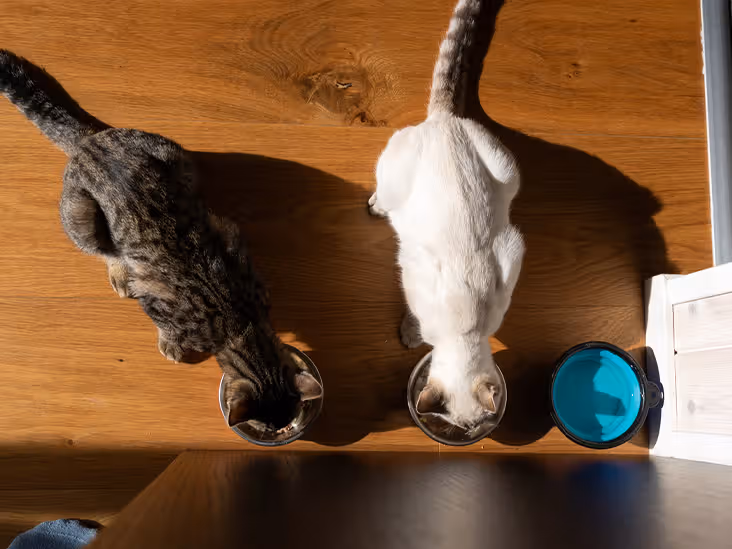 Want Your Cat to Live Longer? Why Staying Indoors Matters More Than Fancy Food