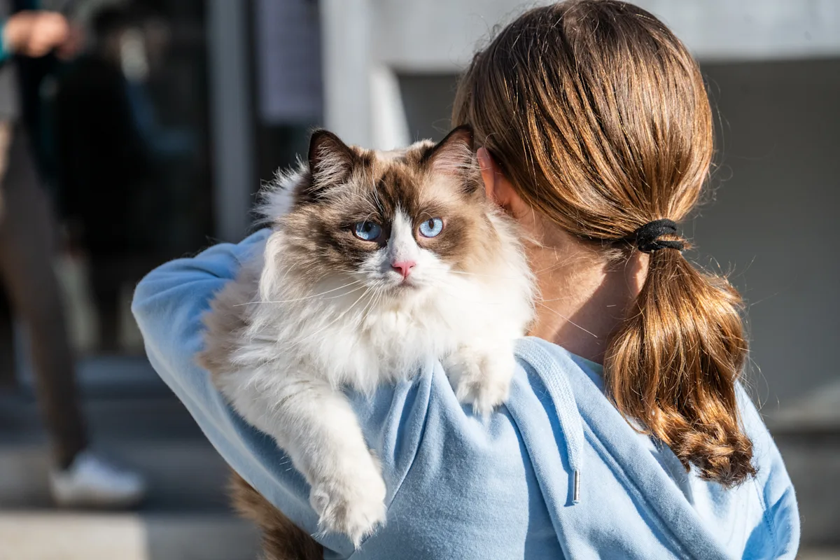 From Chill Lap Cats to Chaos Gremlins: How to Choose the Right Cat Breed for Your Lifestyle