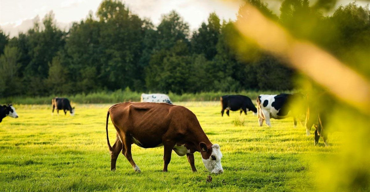 Beyond Organic: How Regenerative Farming Is Shaping the Next Wave of Food Products