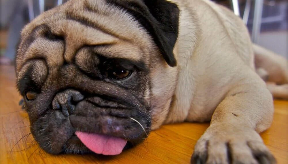 Love Small Dogs but Worried About Health Issues? 7 Easy Companion Breeds to Pick Instead of a Pug