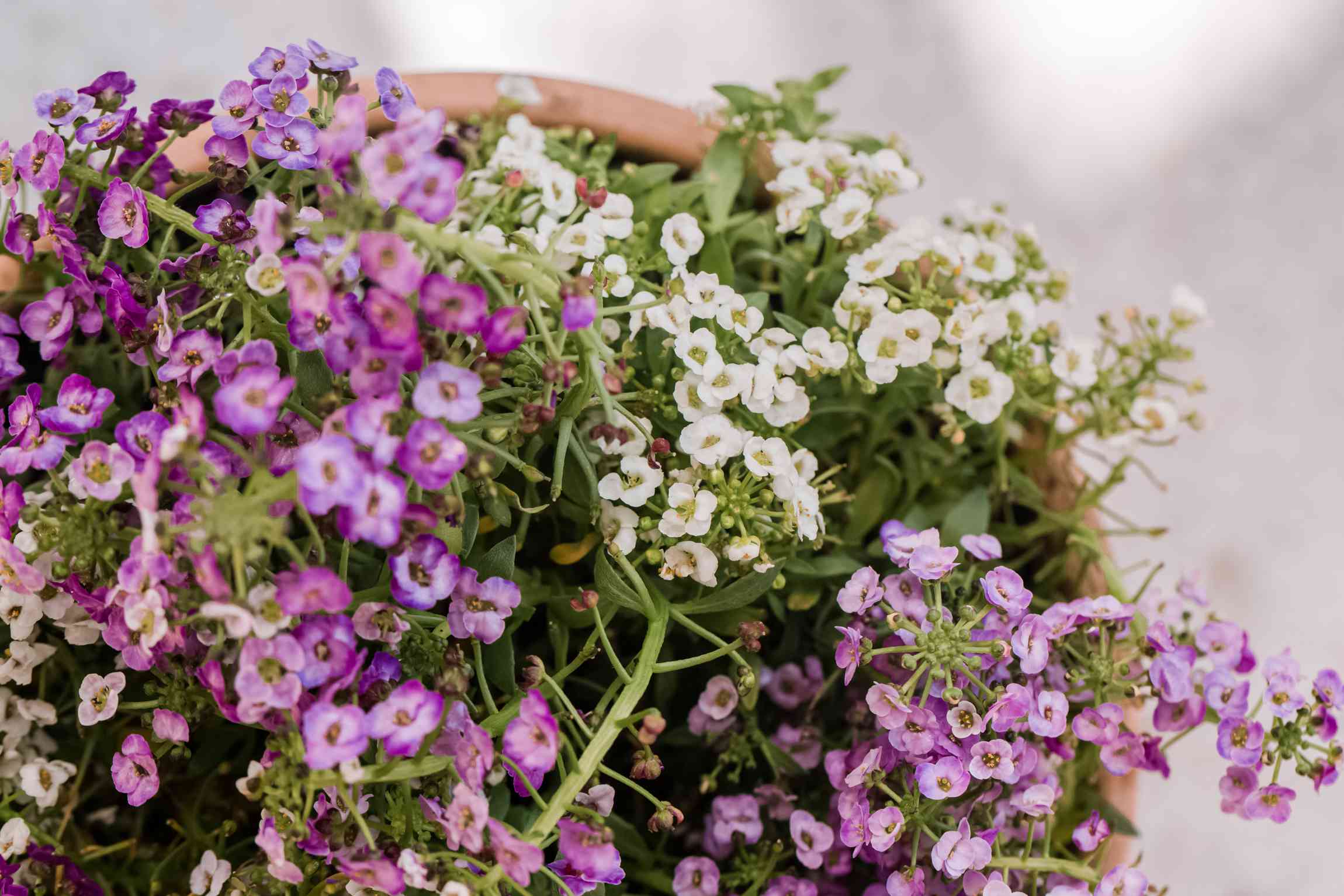 From Ceiling to Shelf: Using Hanging Pots and Spiller Plants to Transform Small Indoor Spaces