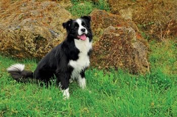Sensitive Tummy, Happy Pup: Best Food Tips for Border Collies and Jack Russells