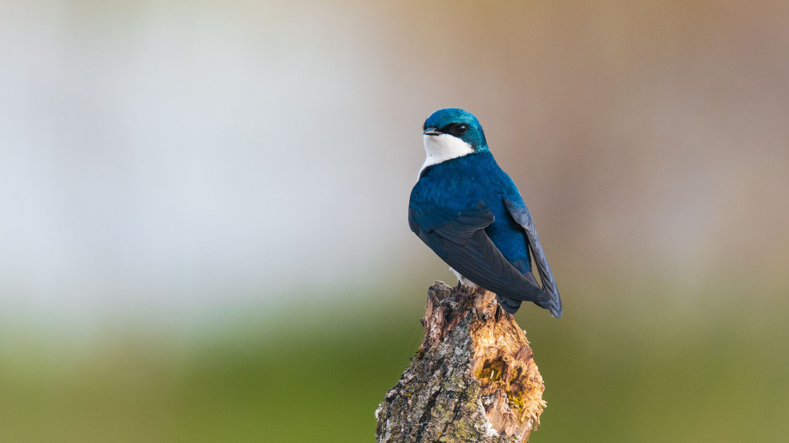 Spring Migration Starter Kit: Gear and Mindset Tips to Level Up Your Backyard Bird Photography