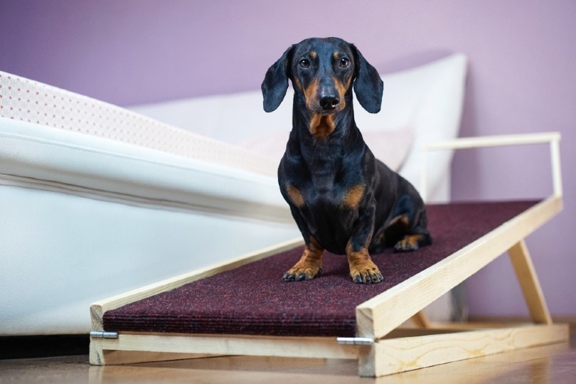 Dog Ramps 101: How to Train Your Pup to Use a Ramp and Protect Their Joints