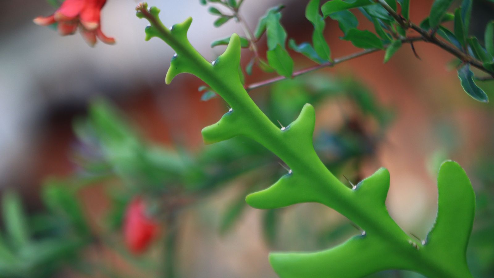 Turn Clearance Rack Houseplants into Chic Indoor Decor: A 5-Step Rescue and Styling Guide