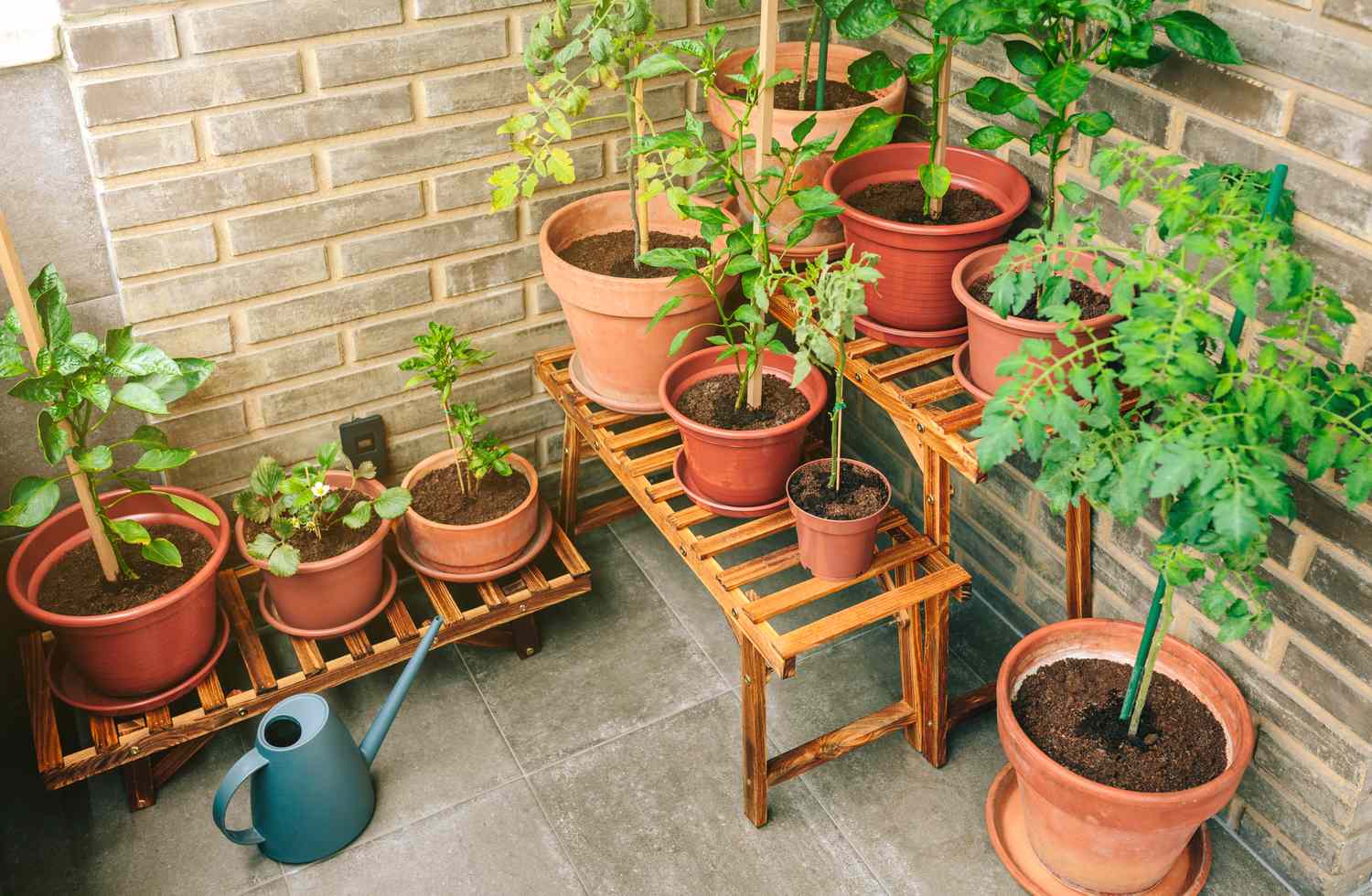 Grow-Your-Own Groceries in a Sunroom: 8 Patio Veggies That Thrive in Indoor Pots
