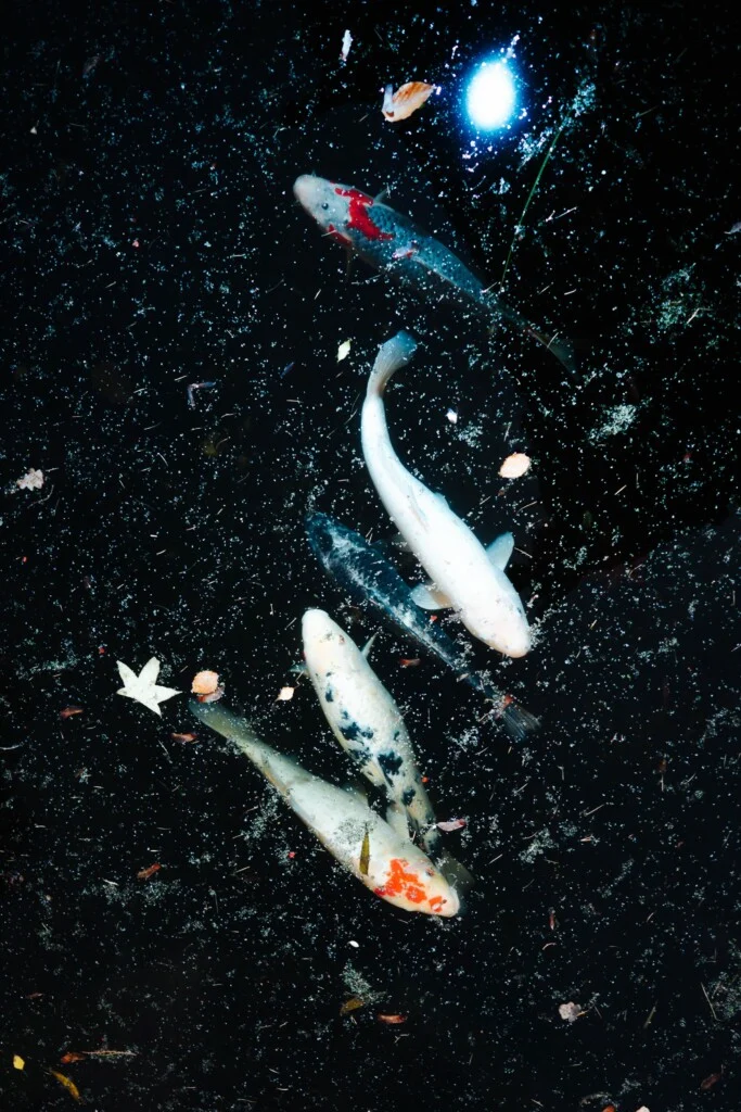How Science Films Are Quietly Changing the Way We See the Nature Right Outside Our Door