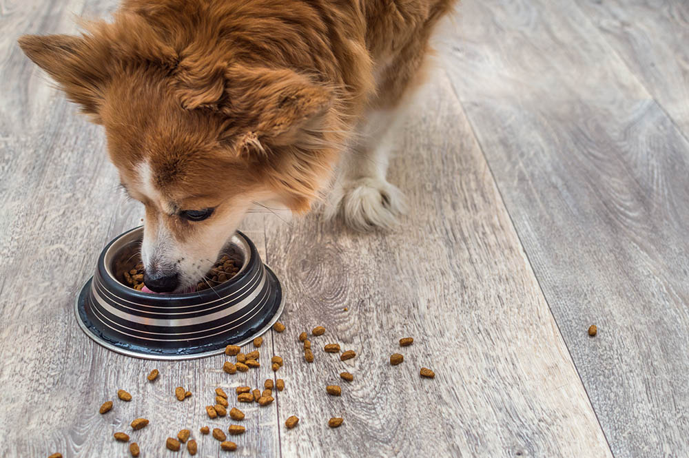 Best Dog Food for Diabetic Dogs: How to Pick Safely and Save on Vet Bills