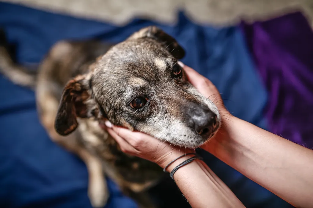 Pet Grooming Is Now a RM200-Billion Business: What It Means for Malaysian Pet Owners’ Wallets