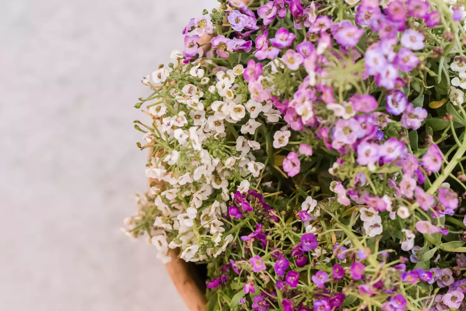 From Ceiling to Shelf: Using Hanging Pots and Spiller Plants to Transform Small Indoor Spaces