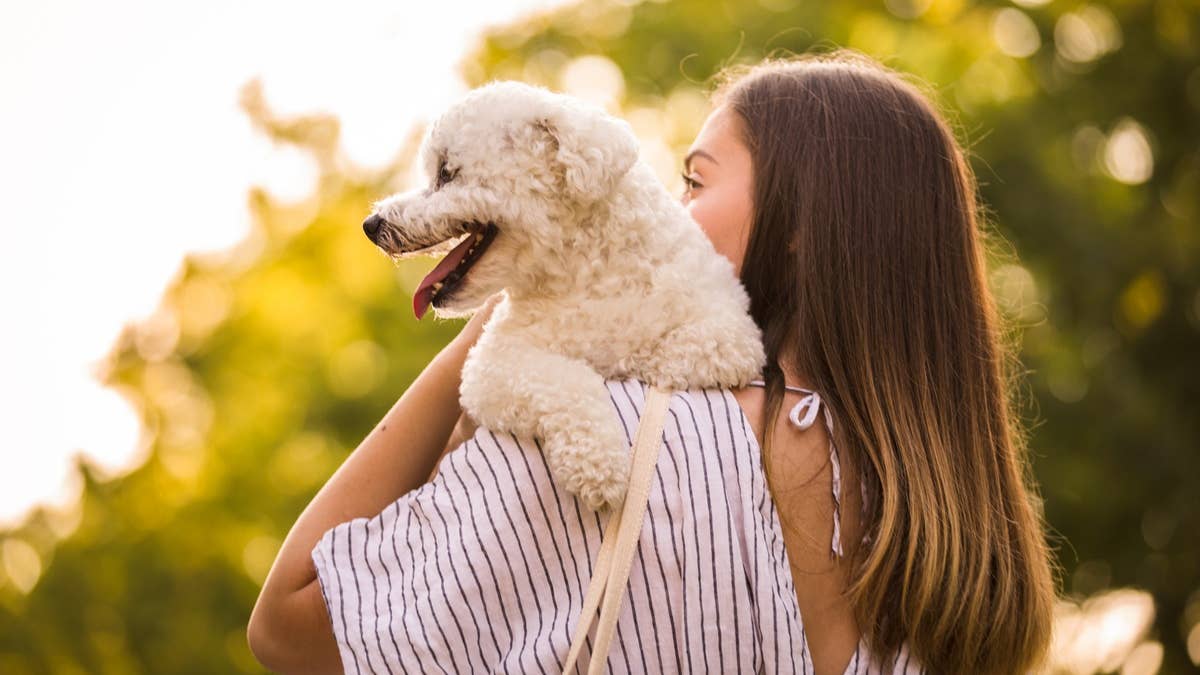 Love Small Dogs but Worried About Health Issues? 7 Easy Companion Breeds to Pick Instead of a Pug
