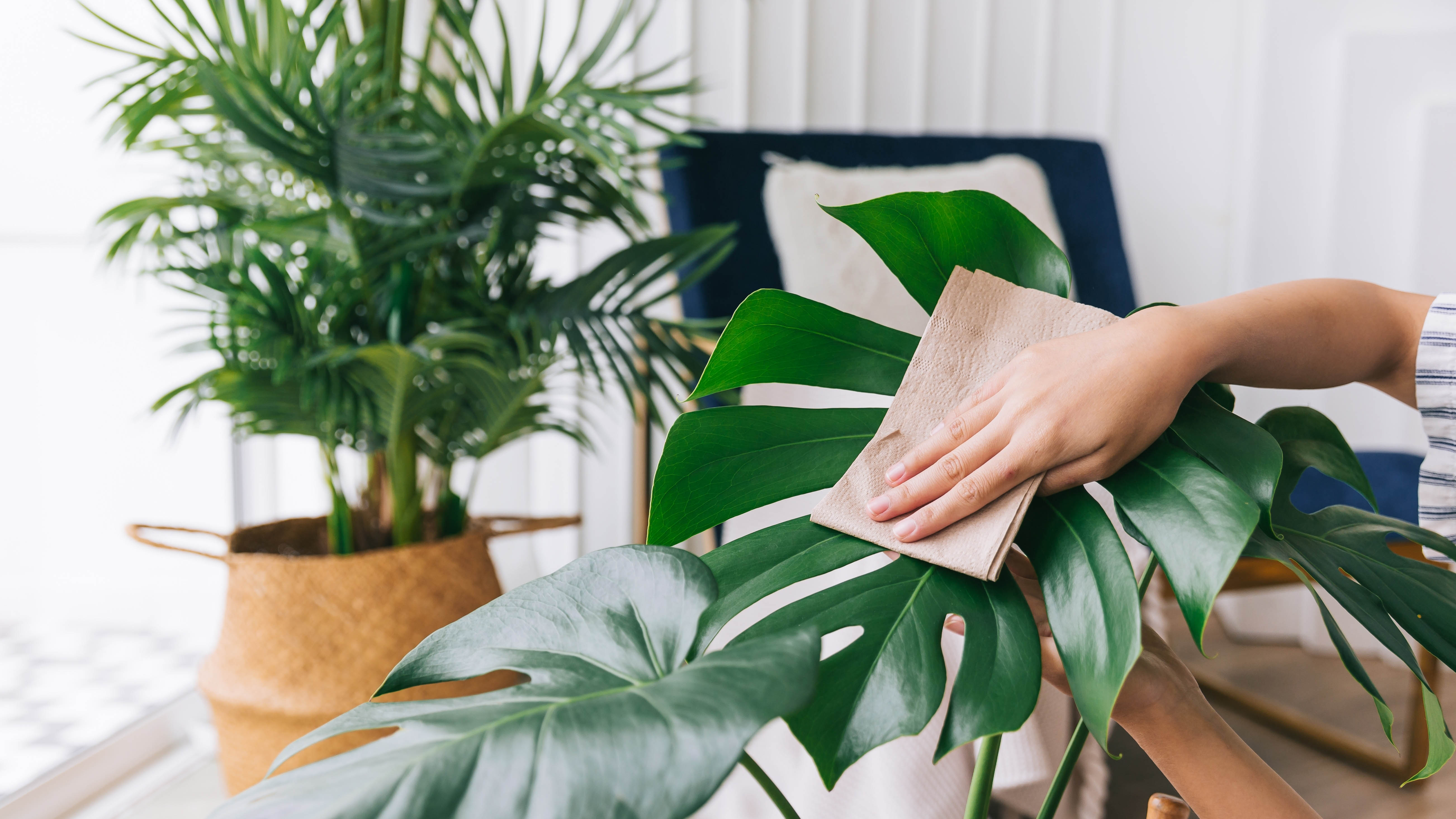 Spring Reset for Your Sunroom Garden: 5 Indoor Plant Tweaks to Stop Leaf Drop and Stress