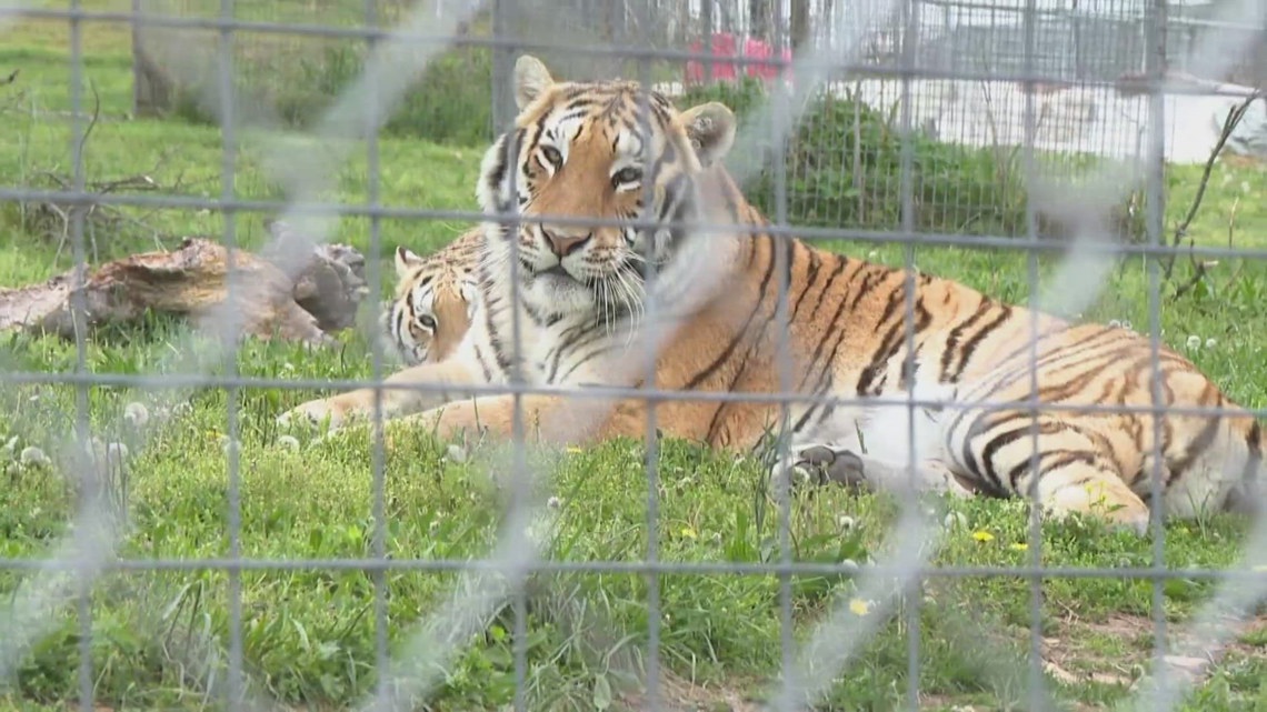 Inside a Big Cat Sanctuary: How Rescues Care for Tigers and Lions After the Exotic Pet Trade