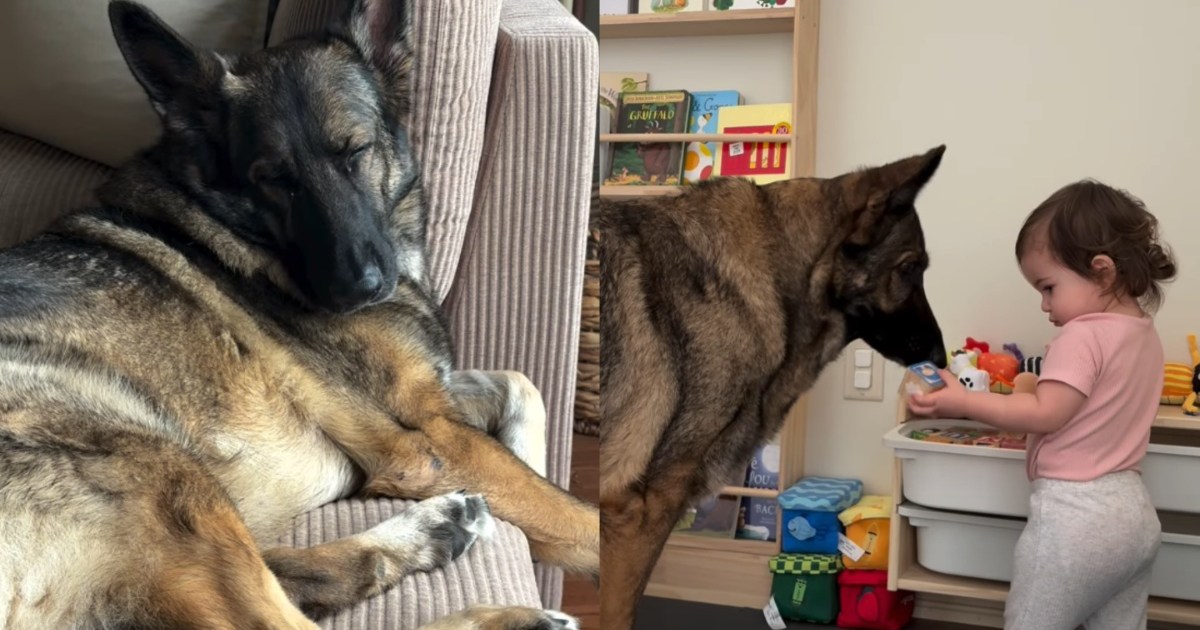 How Malaysian Families Can Turn Daily Dog Routines into Kid-Friendly Life Lessons