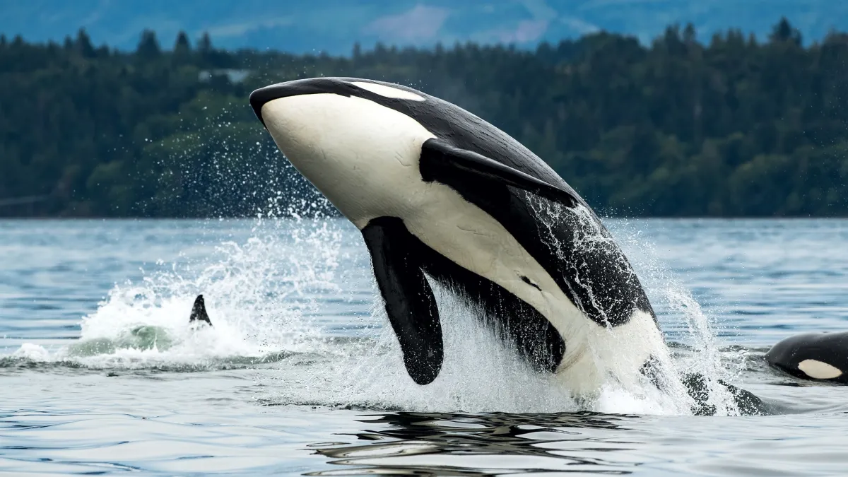 From ‘Killer Whales’ to Icons: What an Orca Exhibition Reveals About How We Value Wild Animals