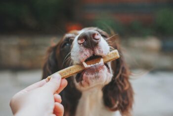 Natural Dog Treats: What “All‑Natural” Really Means and How to Pick Safer Snacks for Your Pup