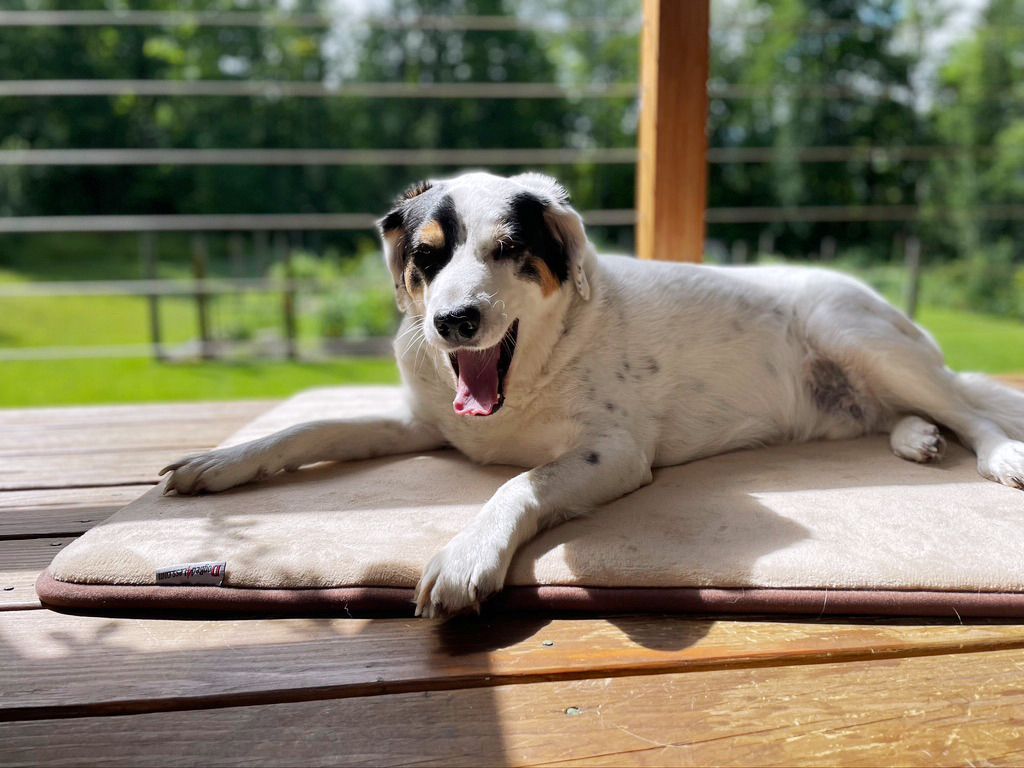 Keep Your Pup Cool On the Go: The Best Dog Cooling Pads and Road-Trip Tricks for Hot Weather