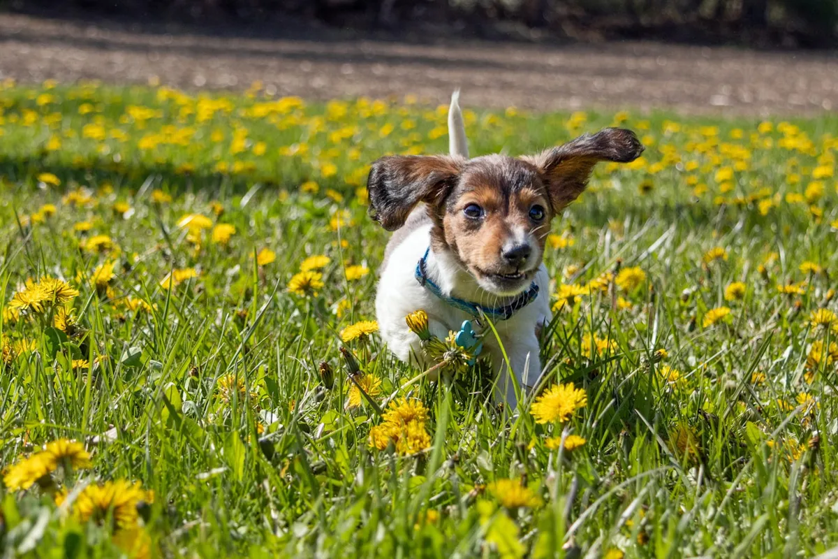 Tick Season Is Here: How to Keep Your Dog Safe From Lyme and Other Bite-Borne Diseases