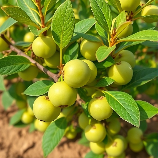 Farming on Salty Soils: How Helpful Bacteria Are Boosting Jujube Yields and Fruit Quality