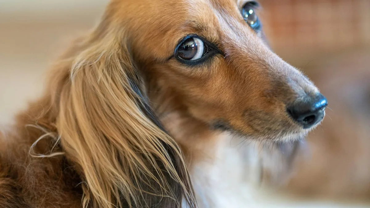 17 Dog Food Brands With a Perfect Safety Record (And What That Really Means for Your Pup)