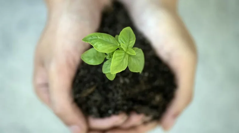 Banana Peels to Bigger Harvests: How Kitchen Waste Fertilizer Boosts Crop Growth