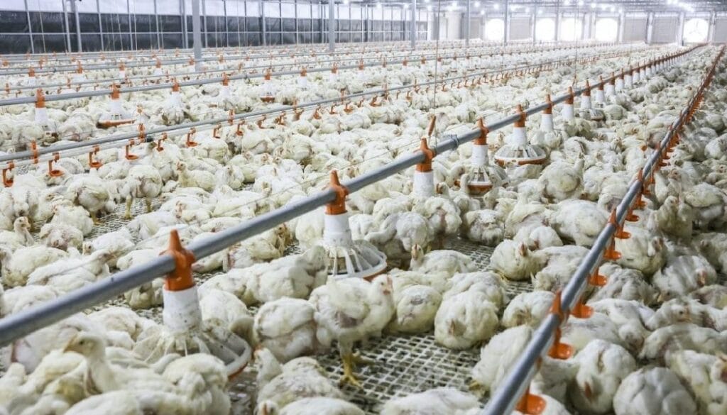 Malaysia’s Processed Poultry, Liquid Eggs and Bird’s Nest: What the Vietnam Push Means for Farm Products