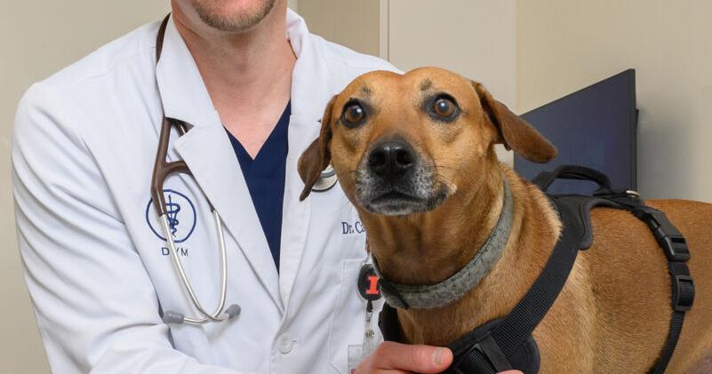 Best Dog Food for Diabetic Dogs: How to Pick Safely and Save on Vet Bills