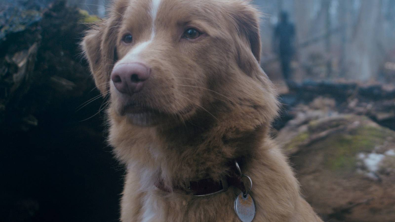 Why Good Boy Is 2025’s Most Subversive Haunted House Horror