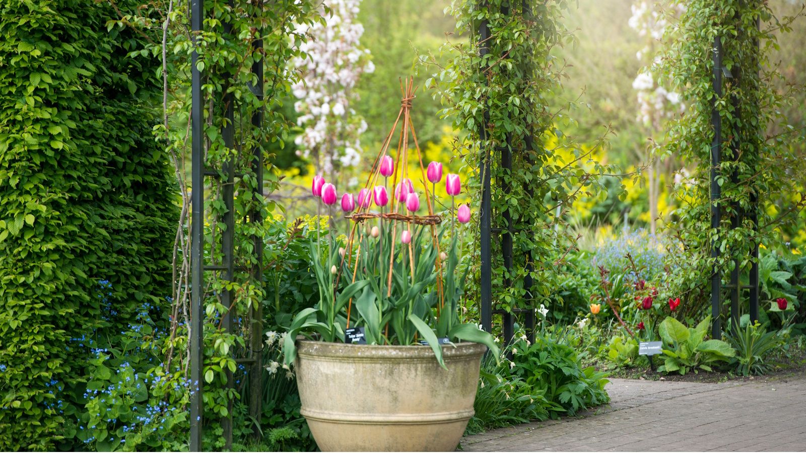 From Ceiling to Shelf: Using Hanging Pots and Spiller Plants to Transform Small Indoor Spaces